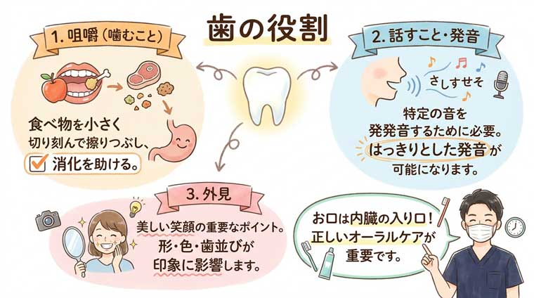 歯の役割の図解