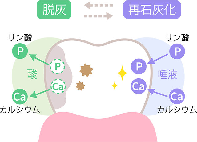 フッ素の働き