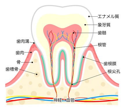歯の構造